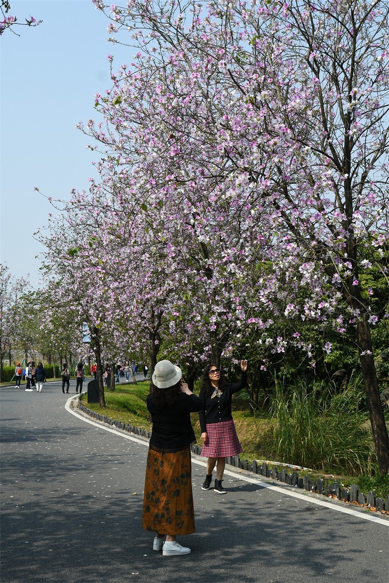 海珠湿地花似锦
