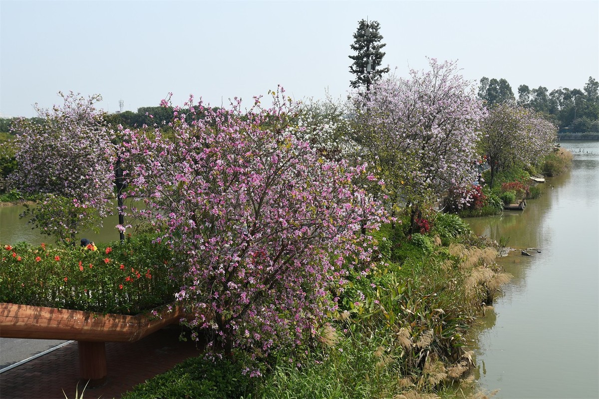 海珠湿地花似锦