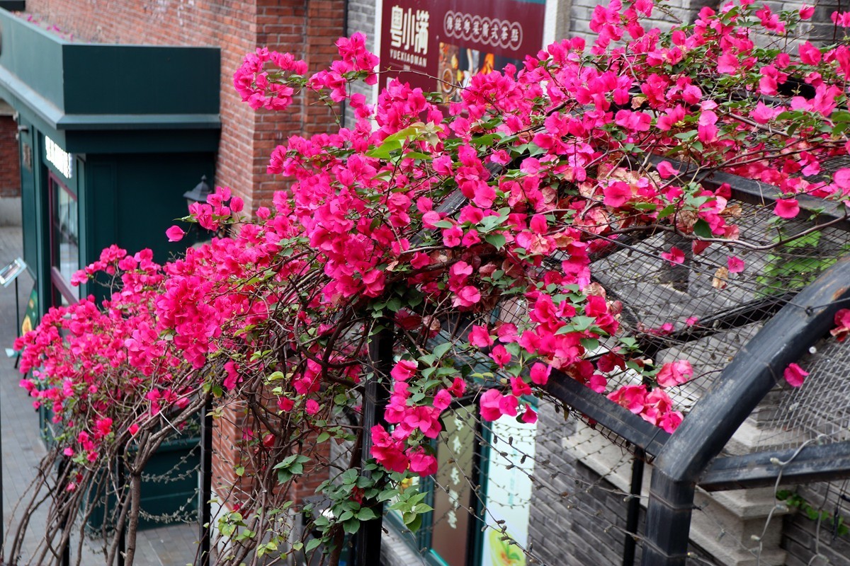 弹子石老街随拍 （三）