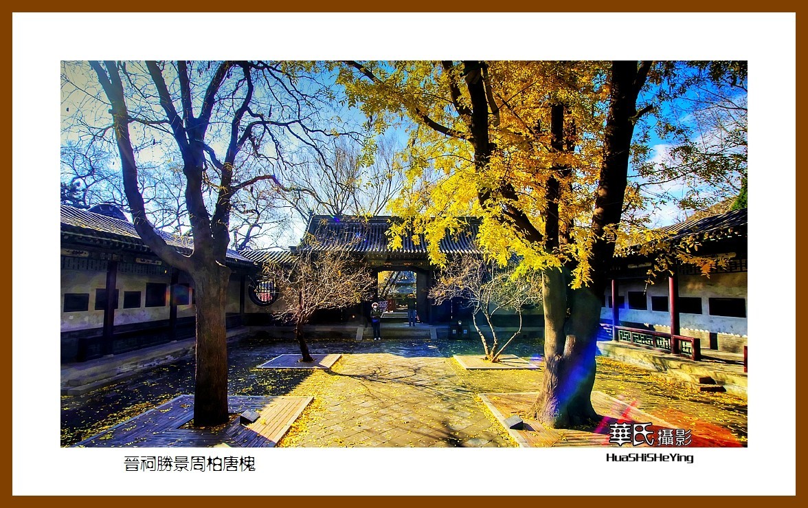 2020西西南北行游走山西146——晋祠胜景周柏唐槐（太原市）