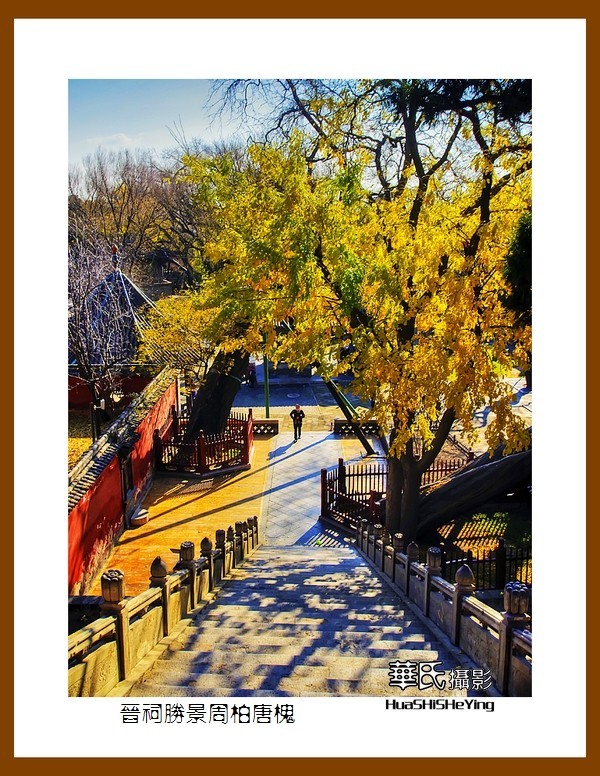 2020西西南北行游走山西146——晋祠胜景周柏唐槐（太原市）