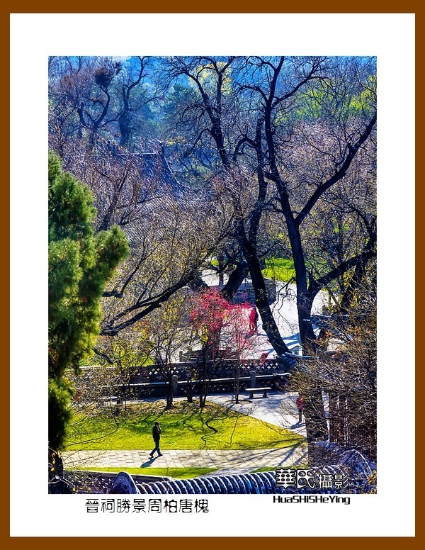 2020西西南北行游走山西146——晋祠胜景周柏唐槐（太原市）