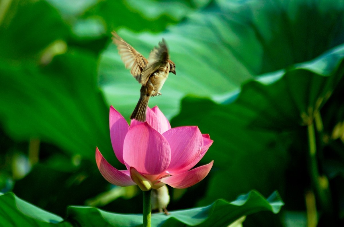 动与静——荷花与灵动的麻雀