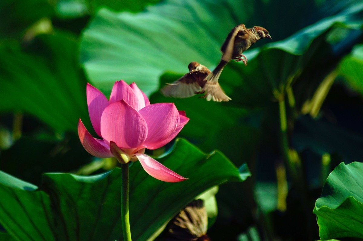 动与静——荷花与灵动的麻雀