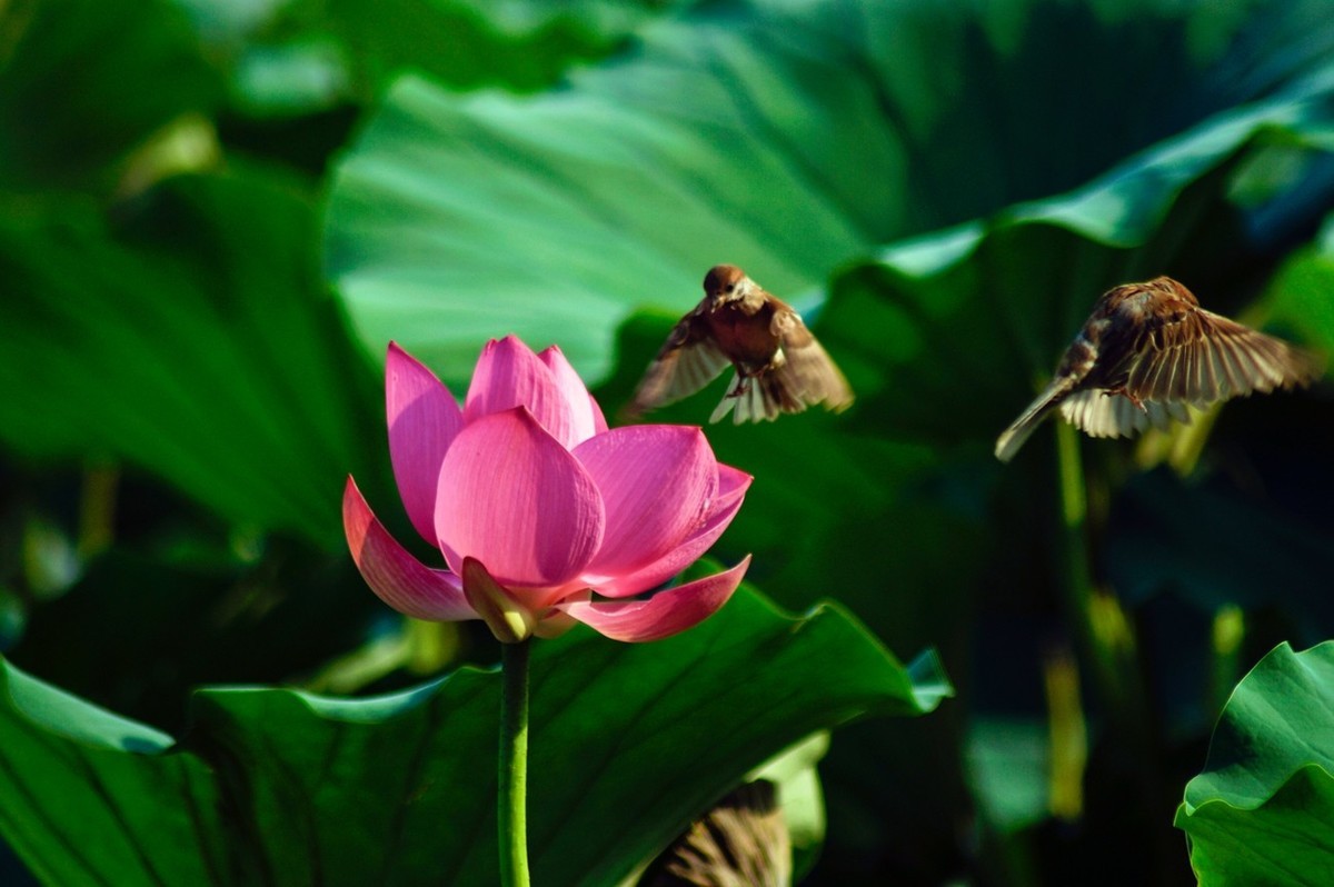 动与静——荷花与灵动的麻雀