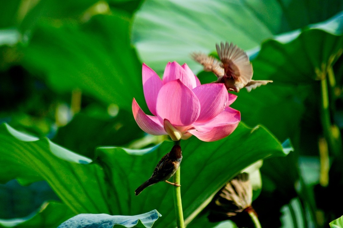 动与静——荷花与灵动的麻雀