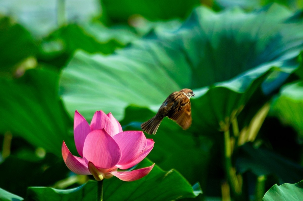 动与静——荷花与灵动的麻雀