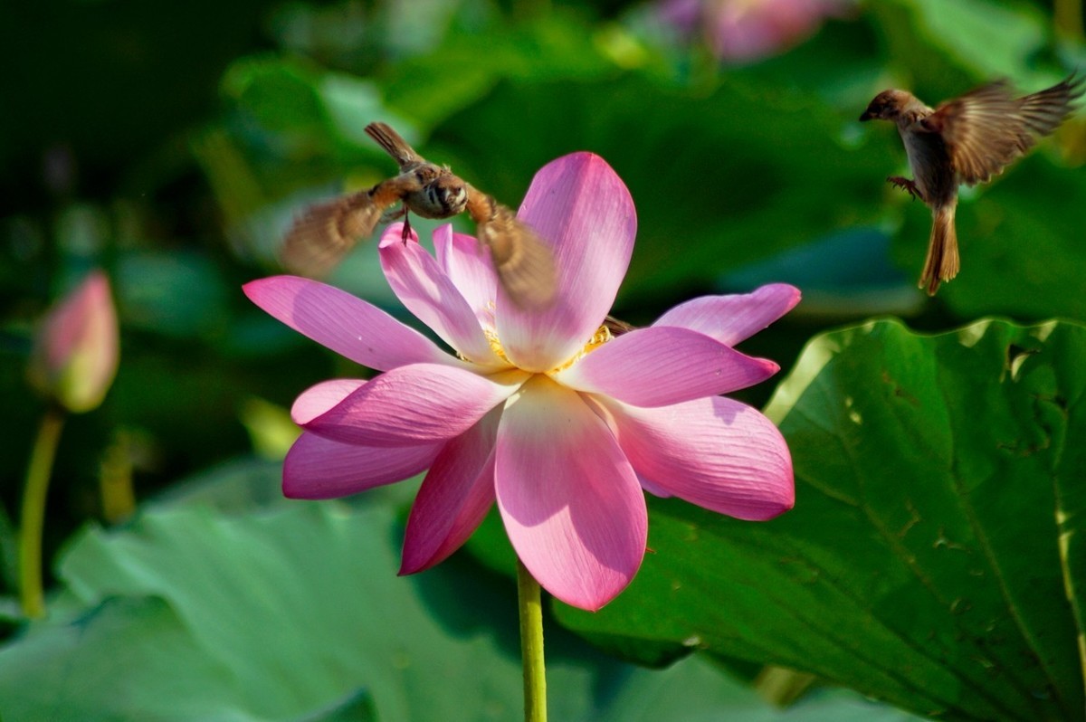 动与静——荷花与灵动的麻雀