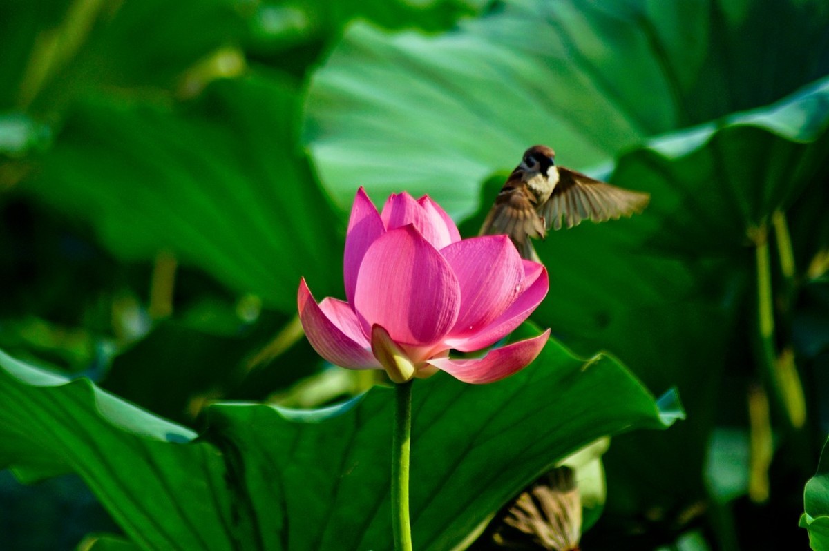 动与静——荷花与灵动的麻雀
