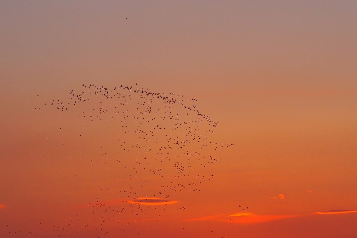江湾村空中雁群