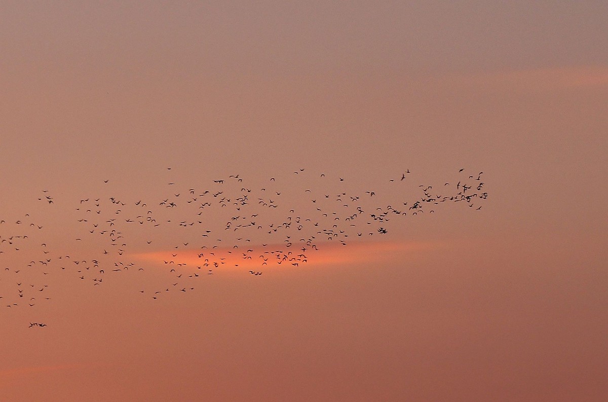 江湾村空中雁群