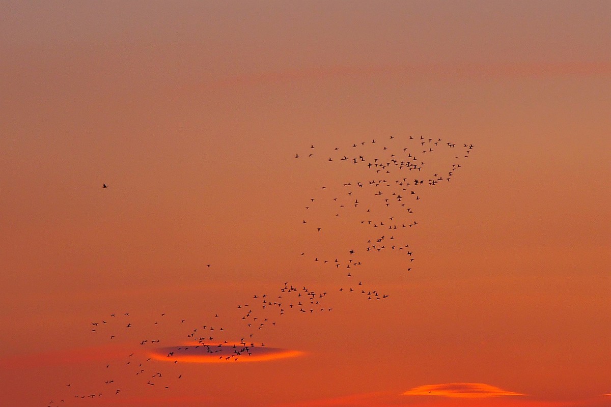 江湾村空中雁群