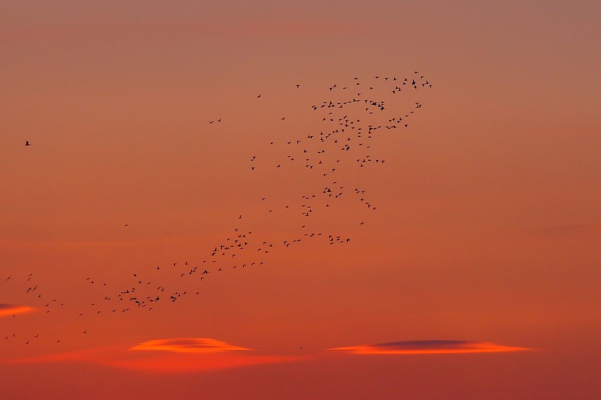 江湾村空中雁群