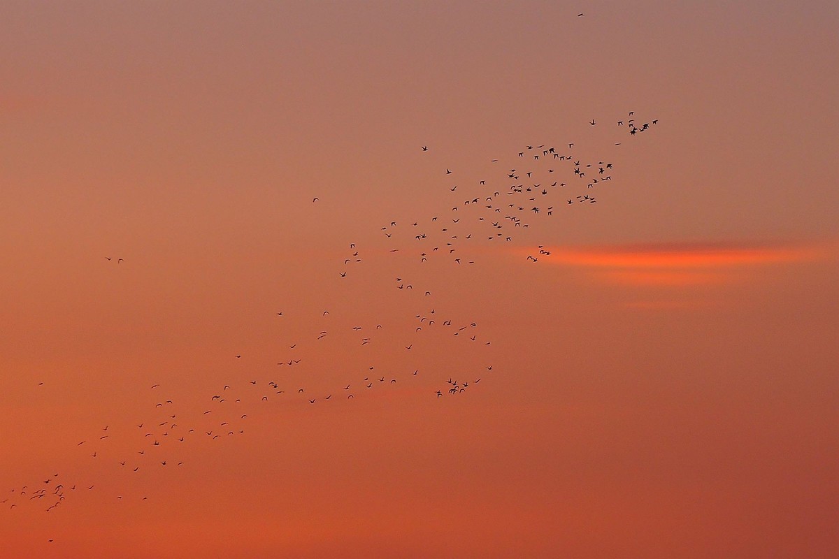 江湾村空中雁群