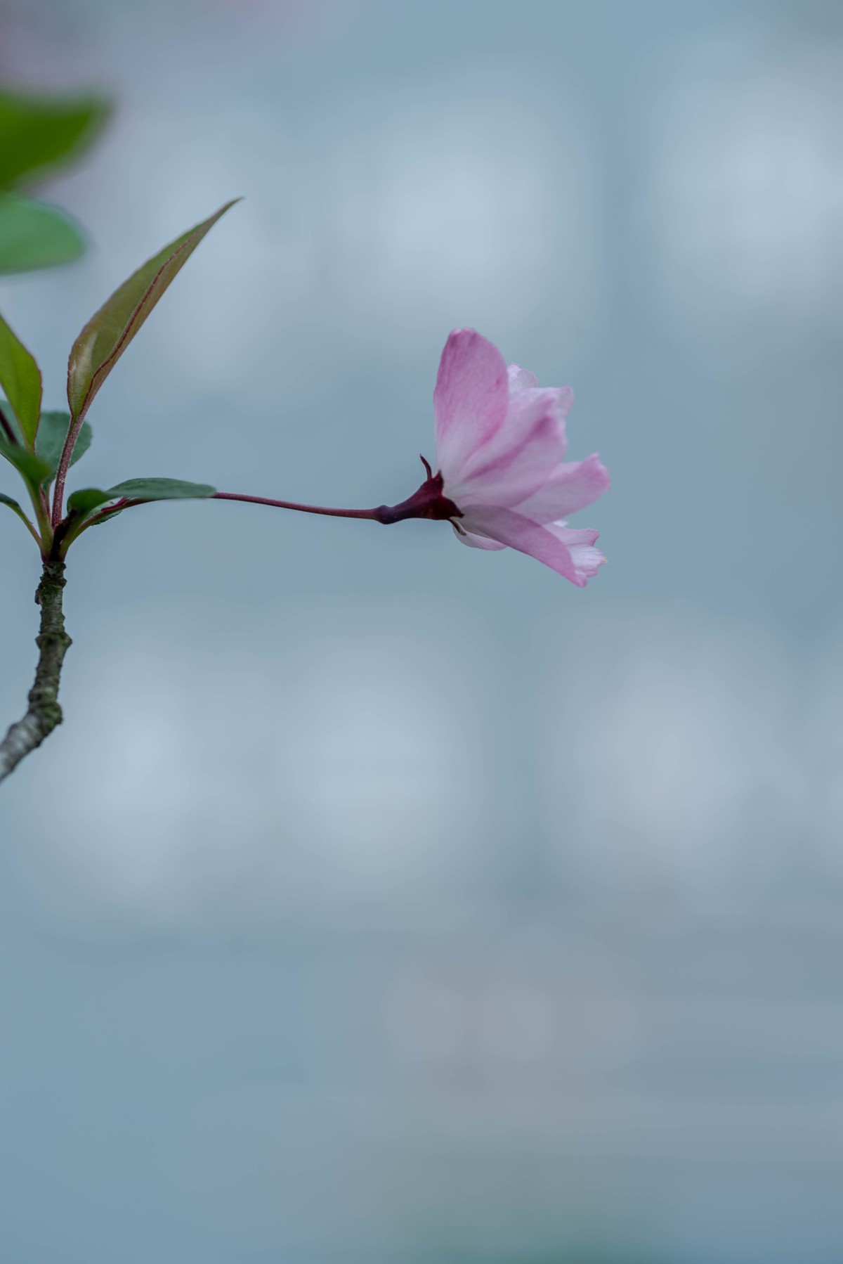 尼康D750+腾龙272E微距