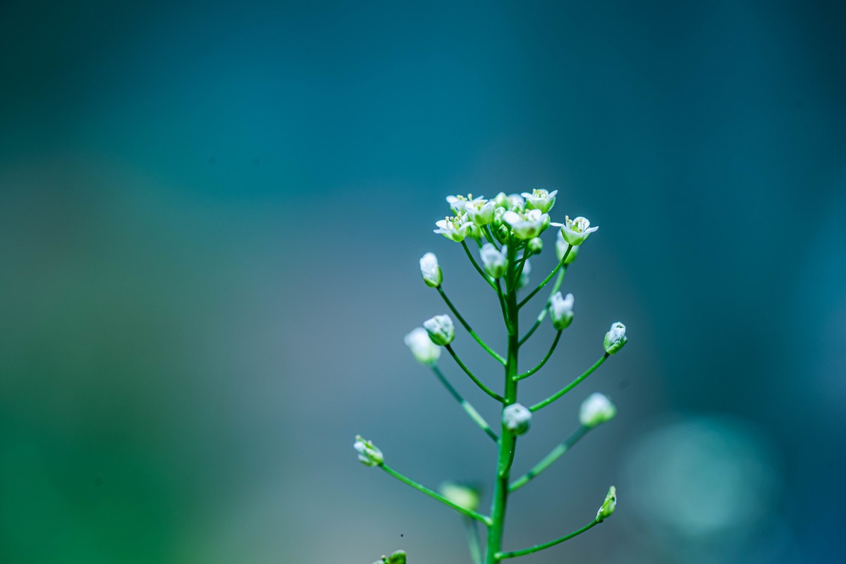 尼康D750+腾龙272E微距