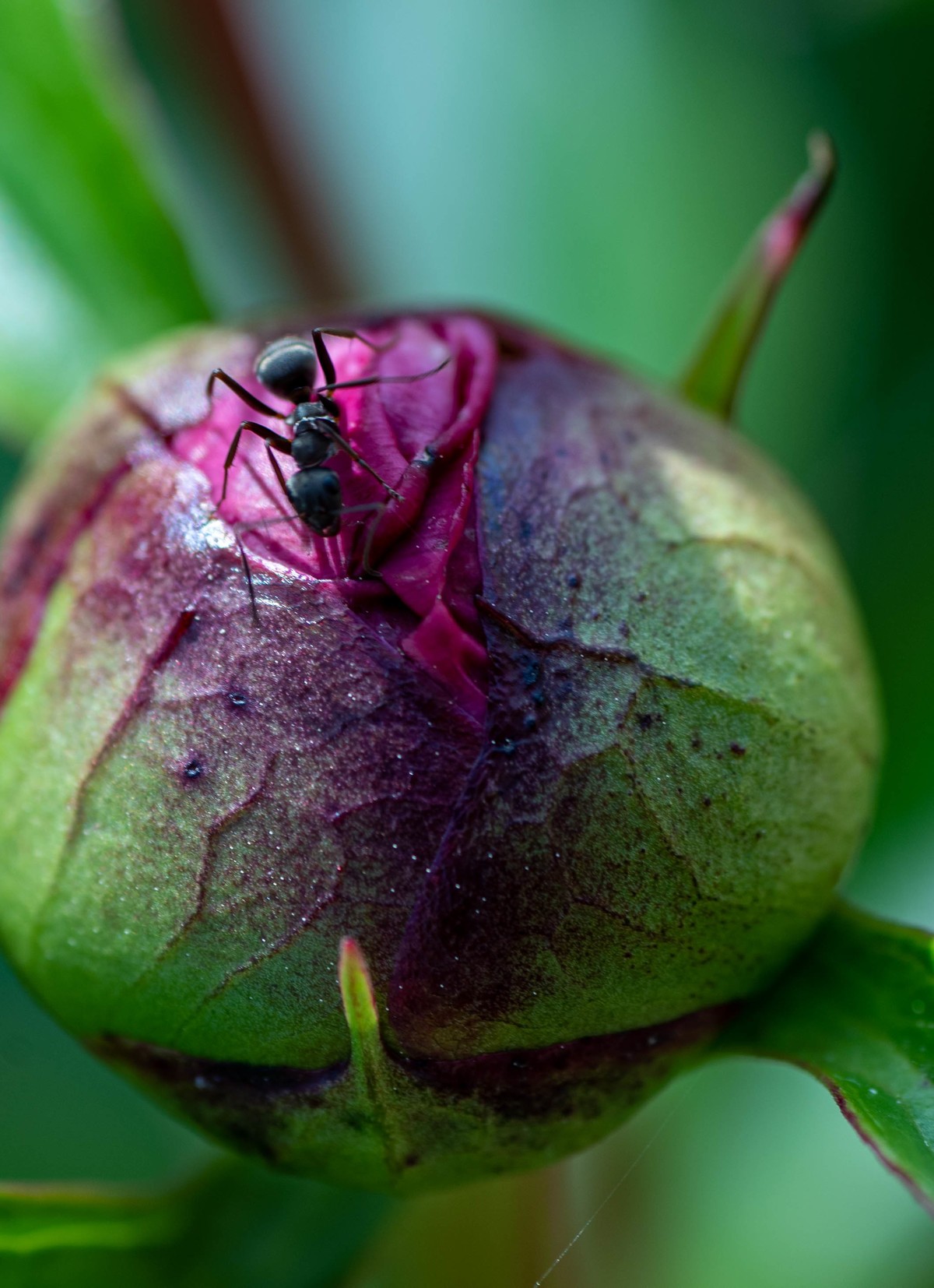 尼康D750+腾龙272E微距