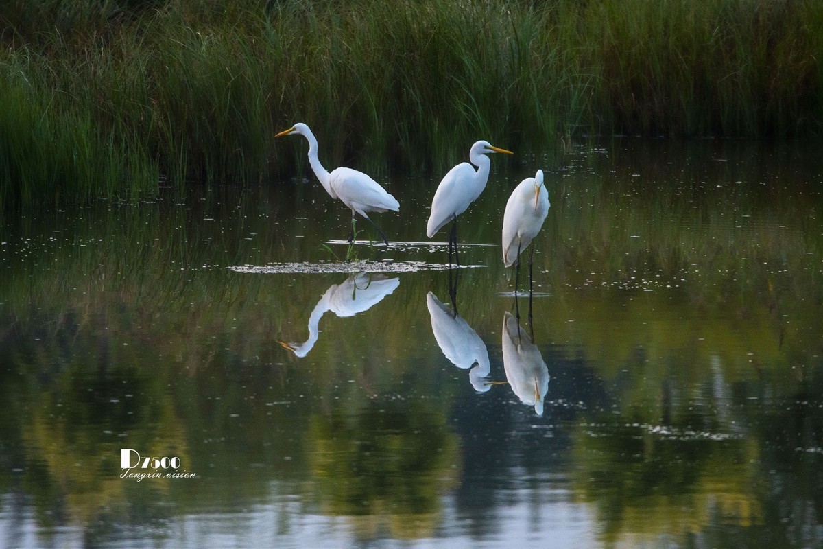 蒙古贞白鹭洲（69）