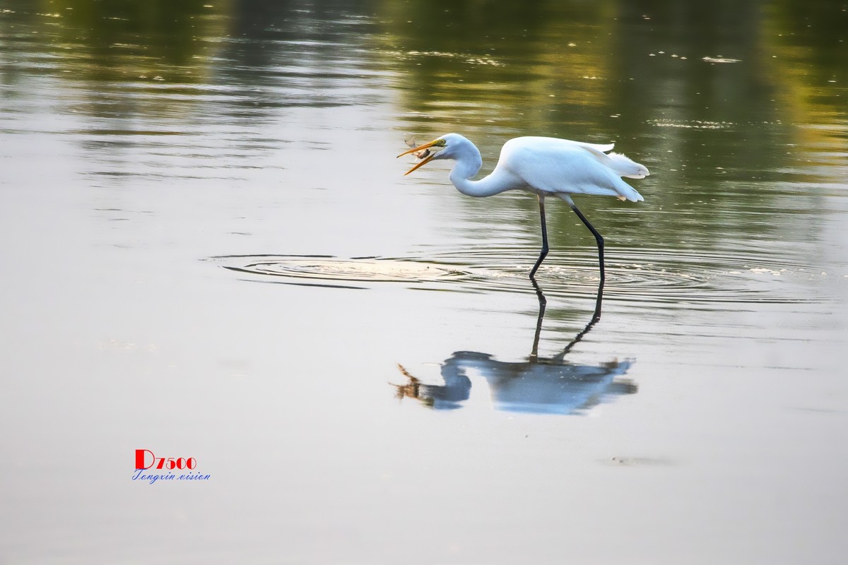 蒙古贞白鹭洲（69）