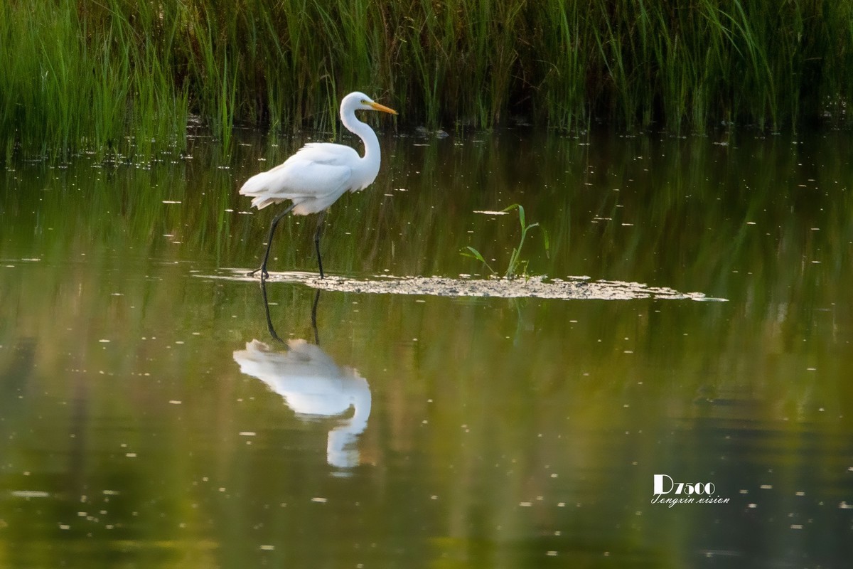 蒙古贞白鹭洲（69）
