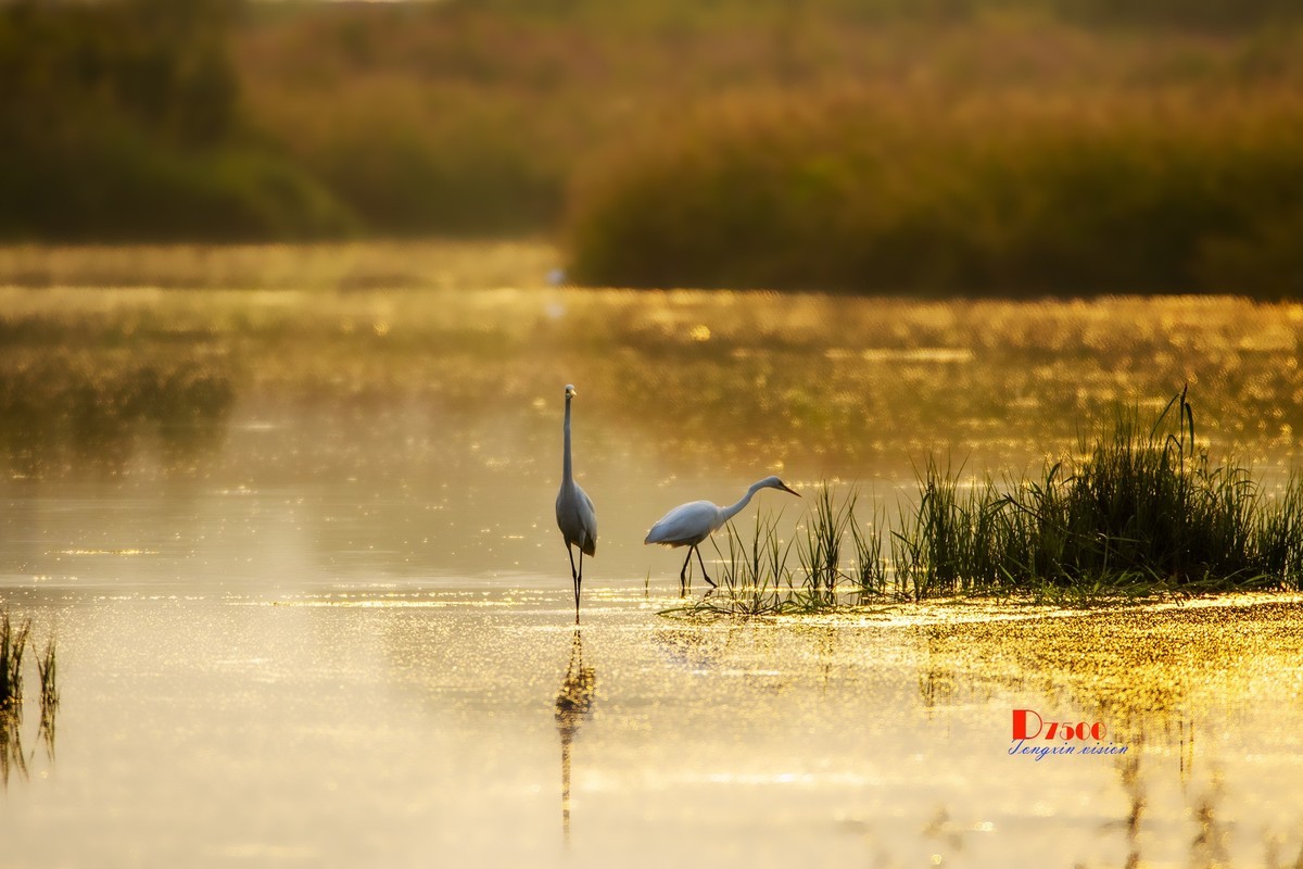 蒙古贞白鹭洲（69）