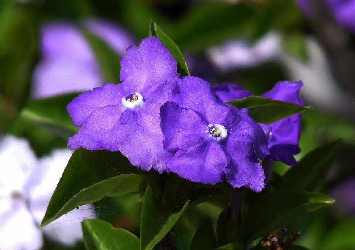 今年的鸳鸯茉莉