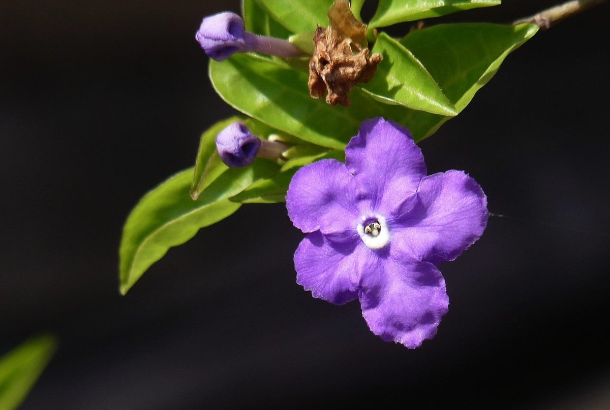 今年的鸳鸯茉莉