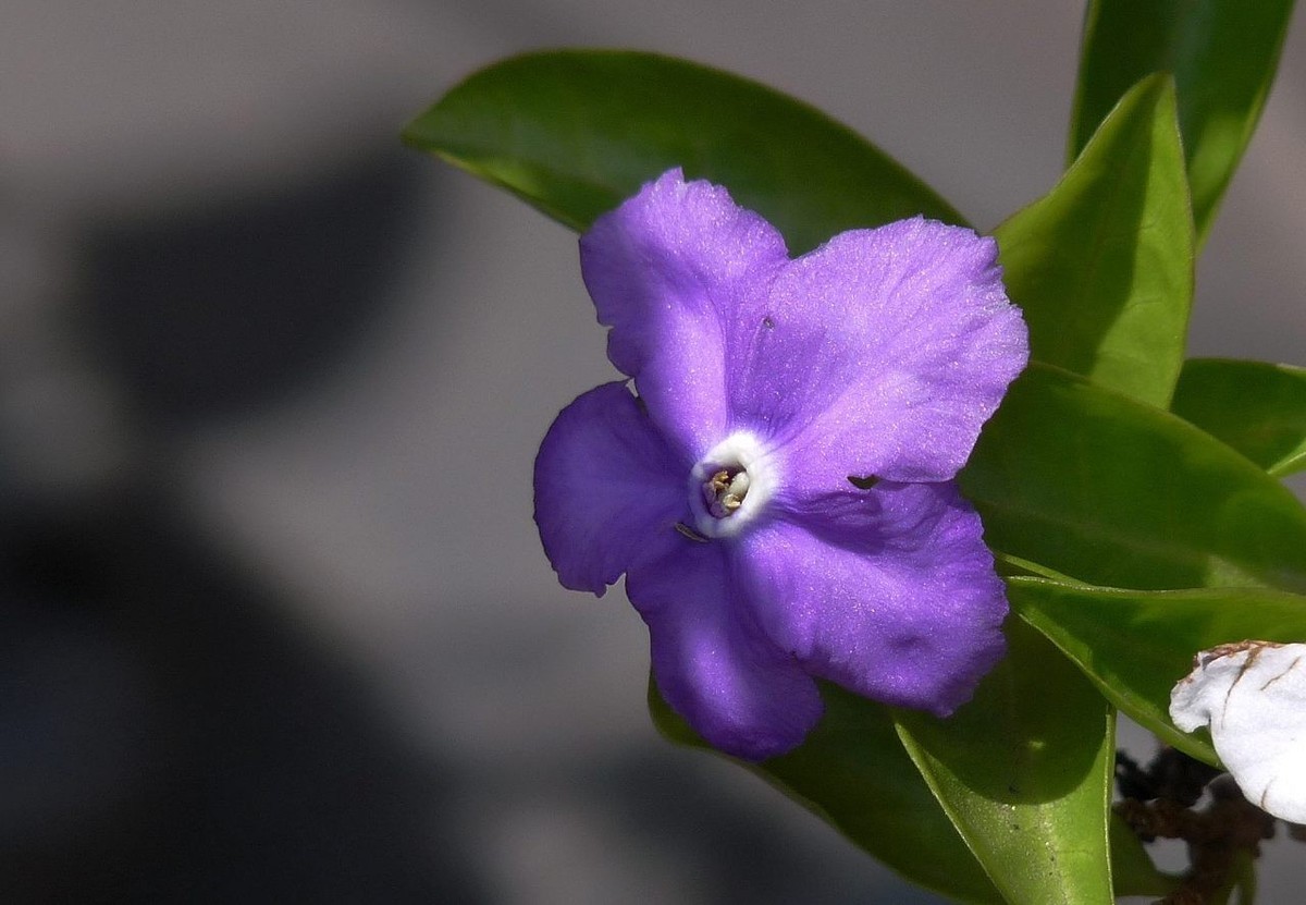今年的鸳鸯茉莉