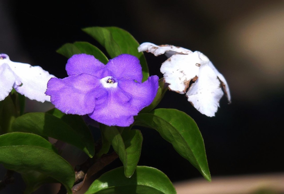 今年的鸳鸯茉莉
