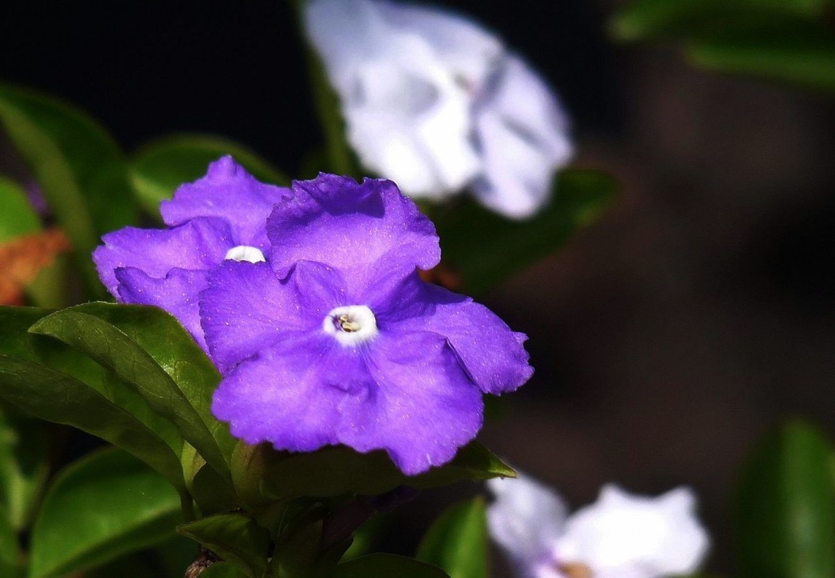 今年的鸳鸯茉莉
