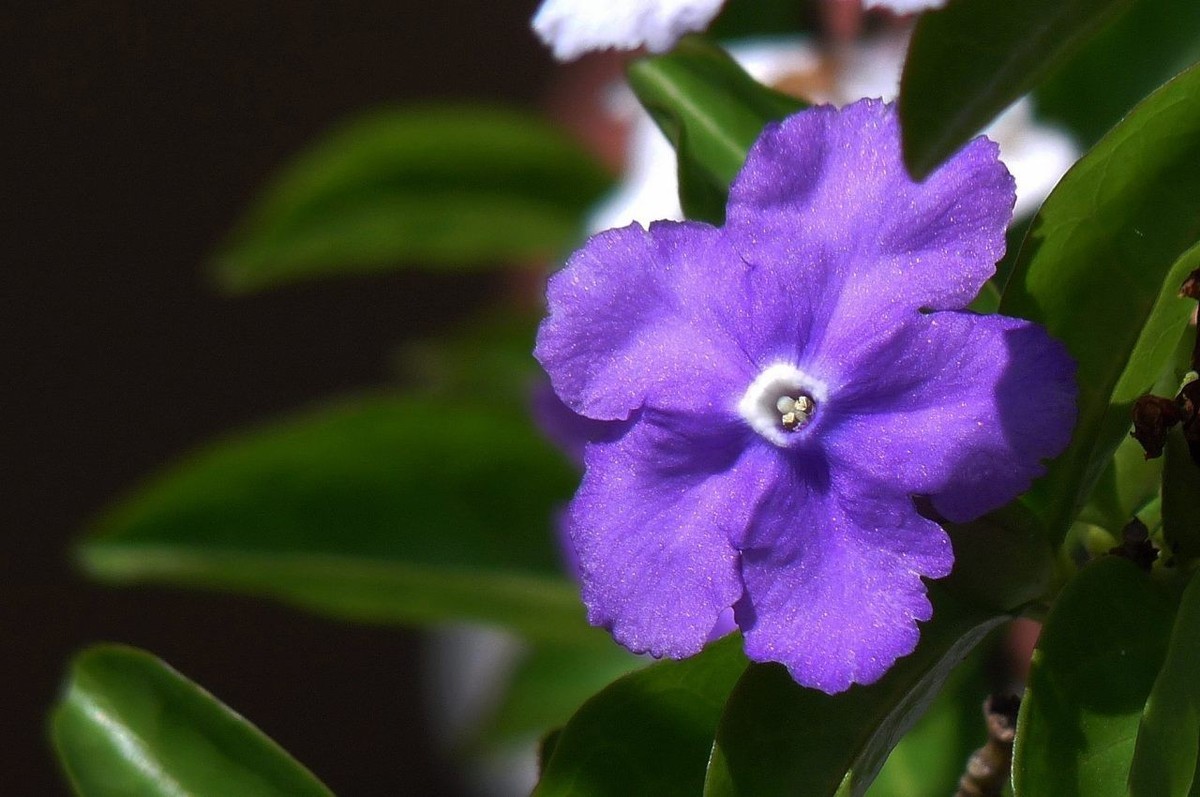 今年的鸳鸯茉莉