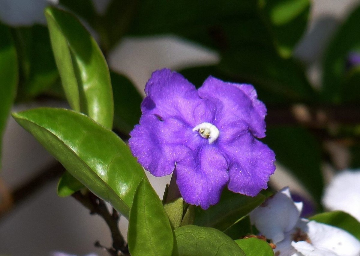 今年的鸳鸯茉莉