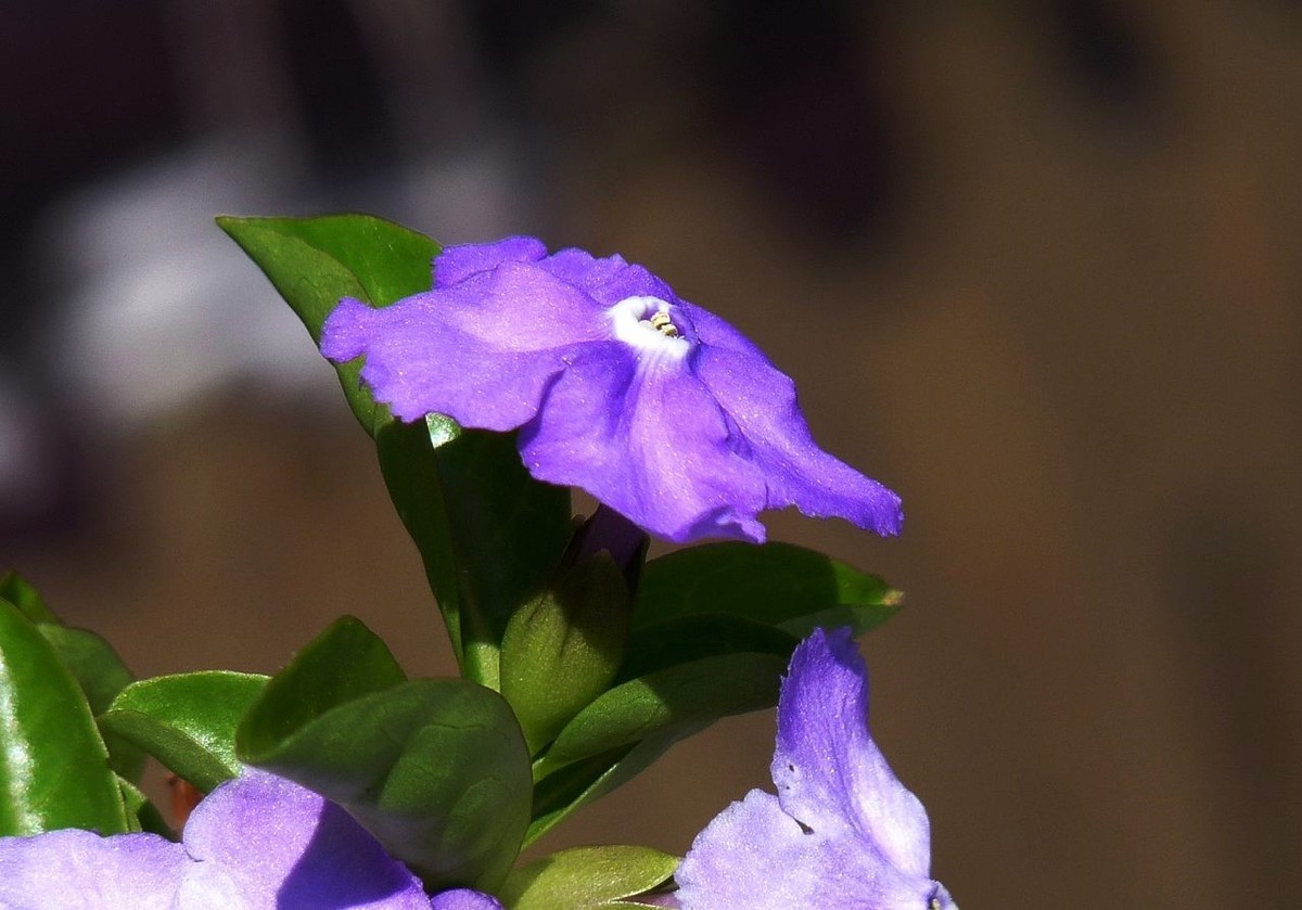今年的鸳鸯茉莉