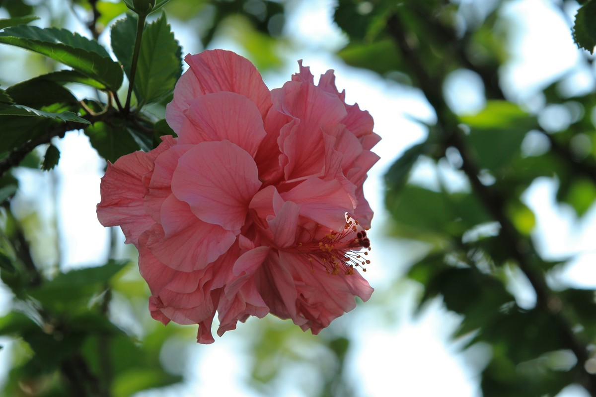 拍摄花卉一（336）