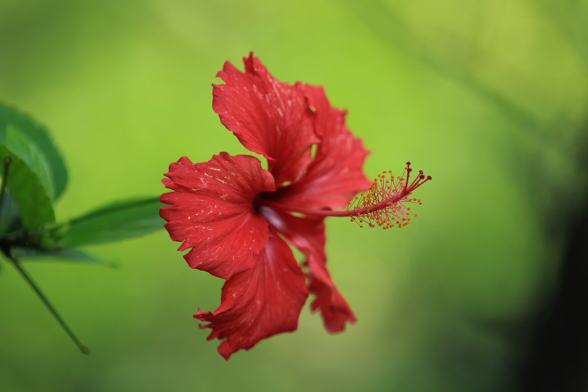 拍摄花卉一（336）