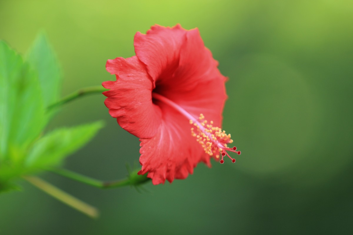 拍摄花卉一（336）