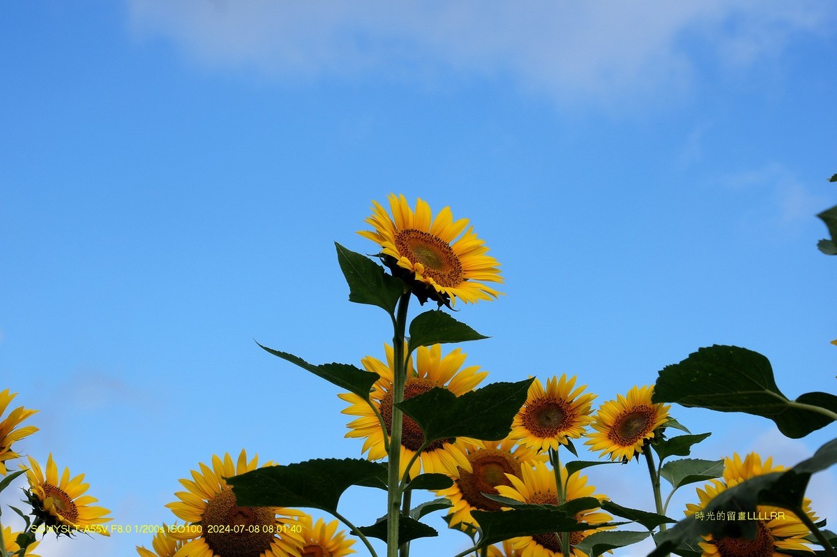 葵花朵朵向阳开