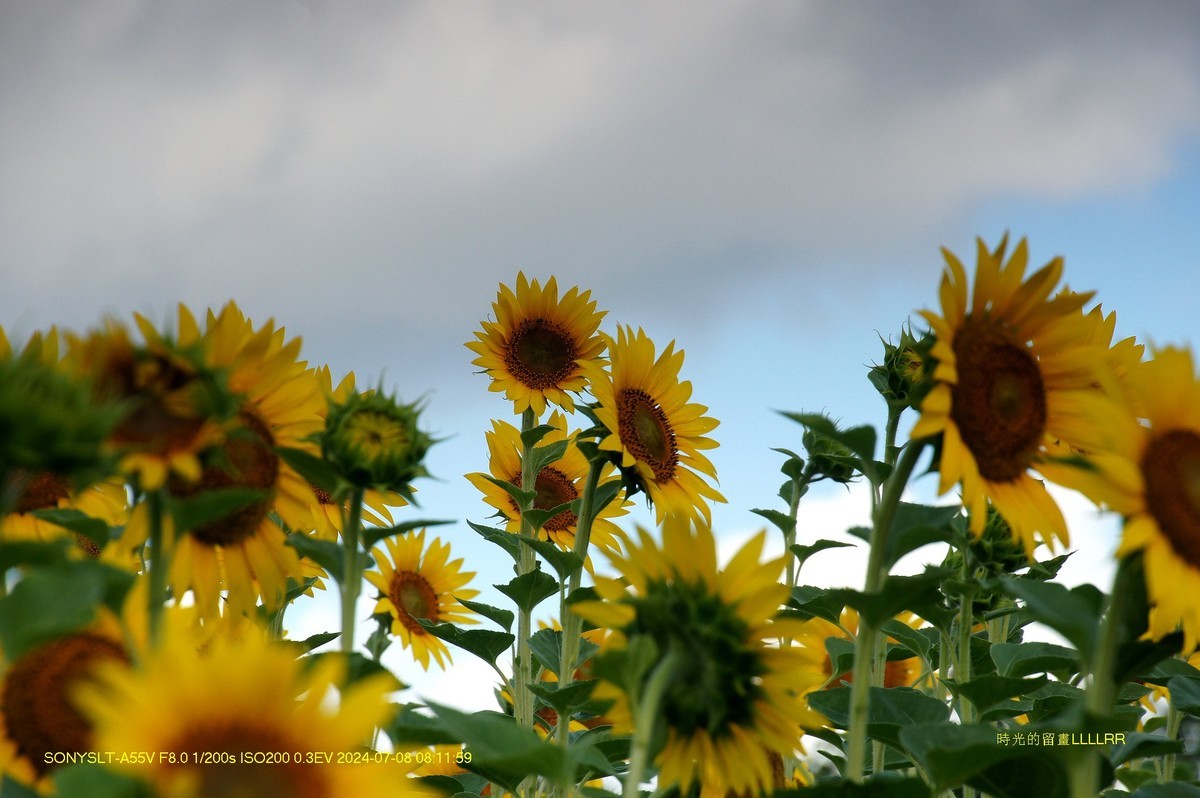 葵花朵朵向阳开