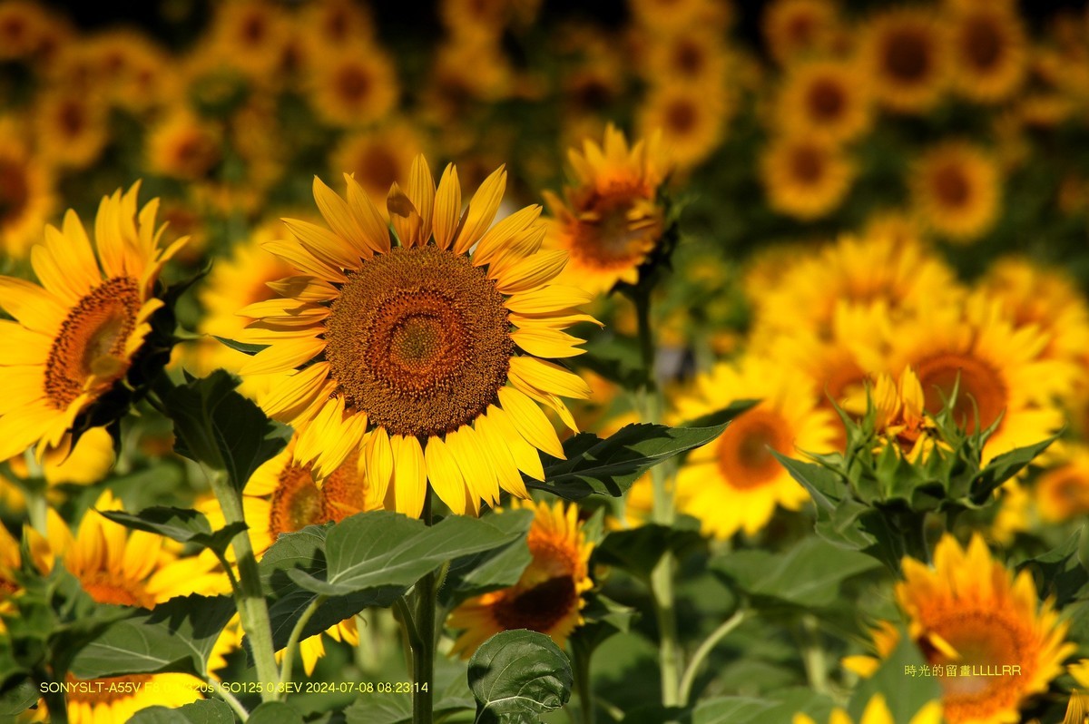 葵花朵朵向阳开