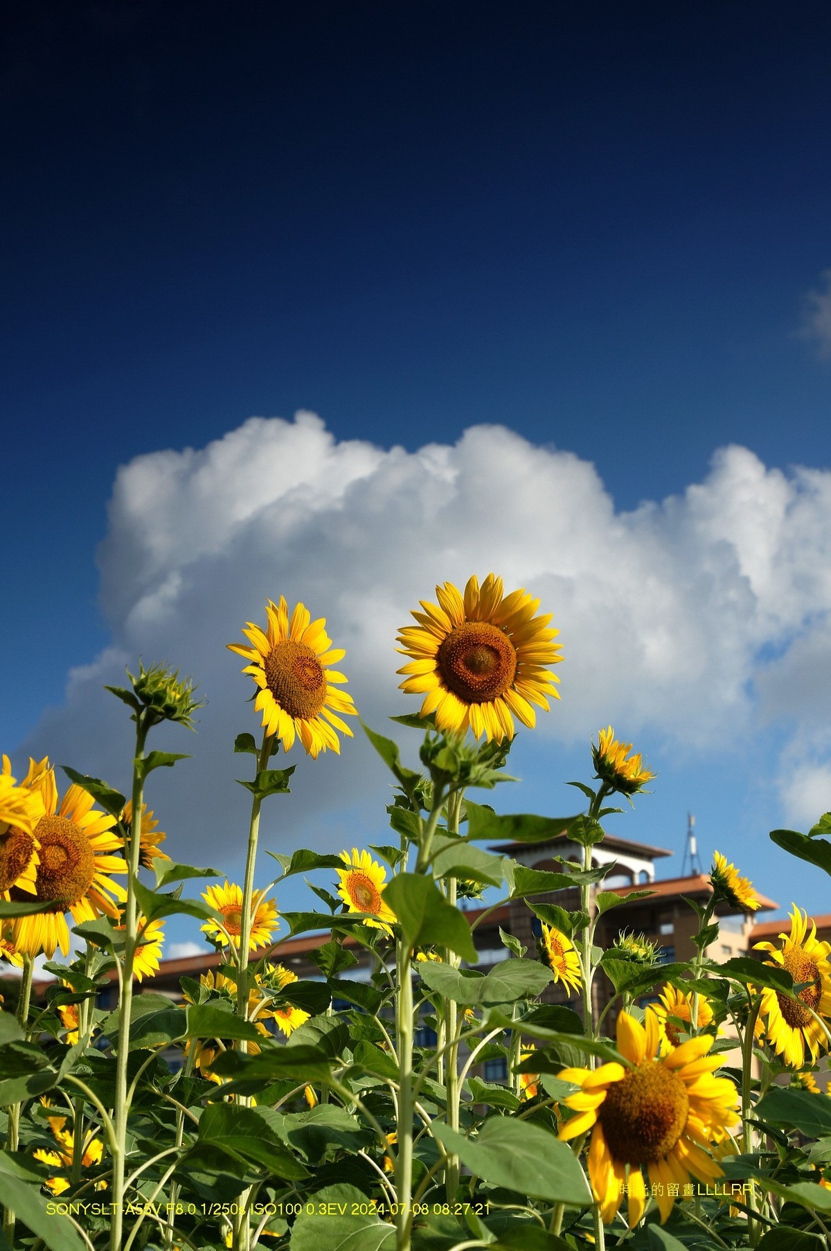 葵花朵朵向阳开