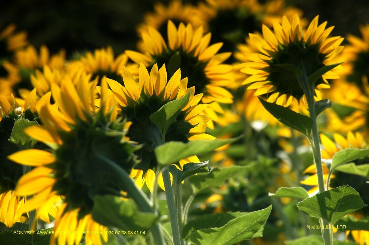 葵花朵朵向阳开