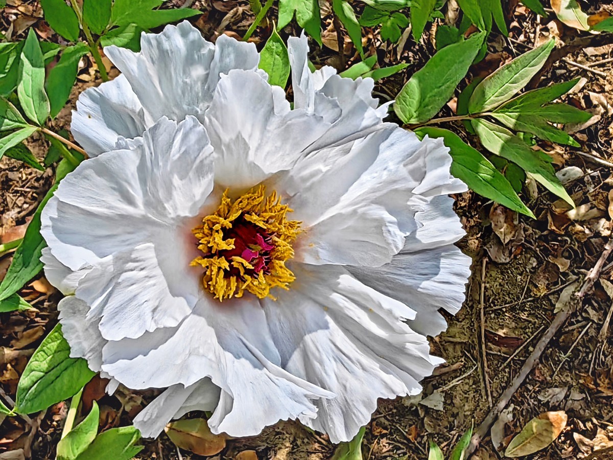 特写国花白牡丹