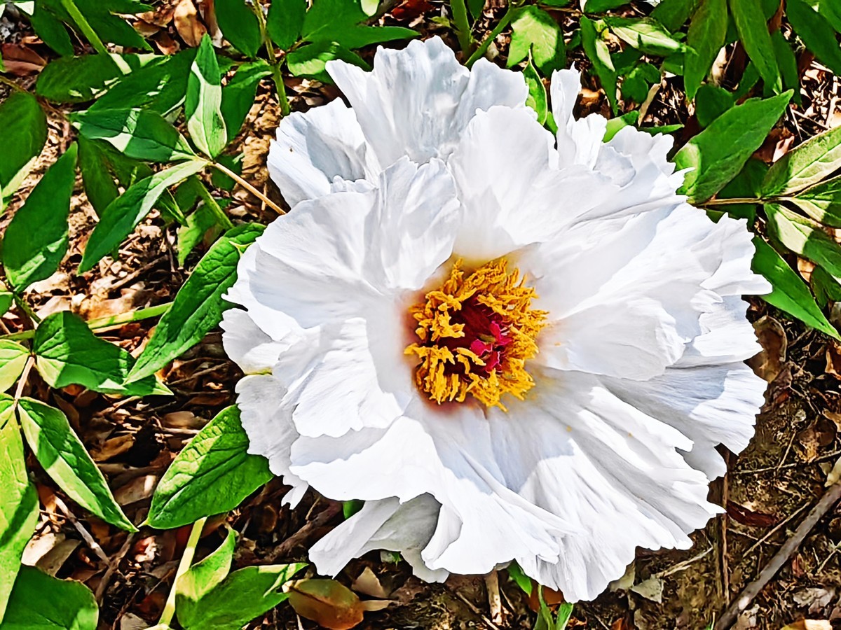 特写国花白牡丹