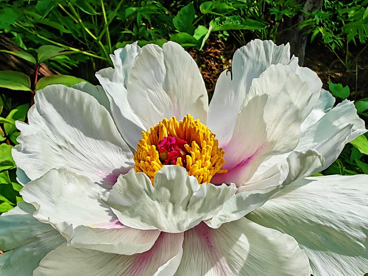 特写国花白牡丹