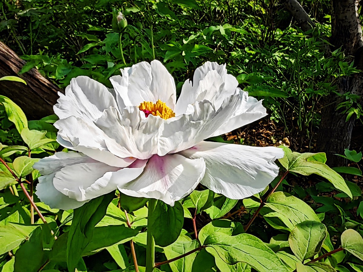 特写国花白牡丹