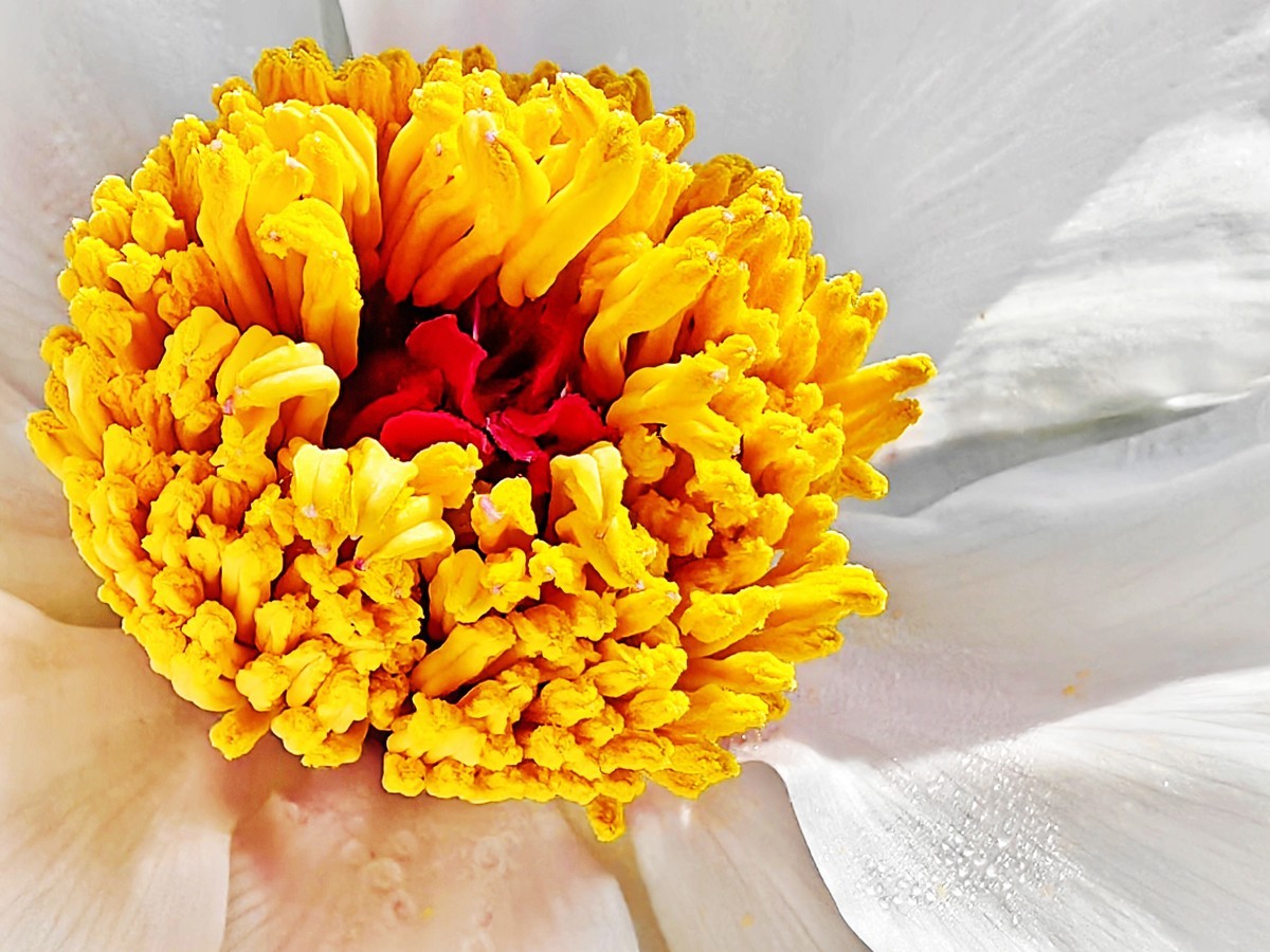 特写国花白牡丹