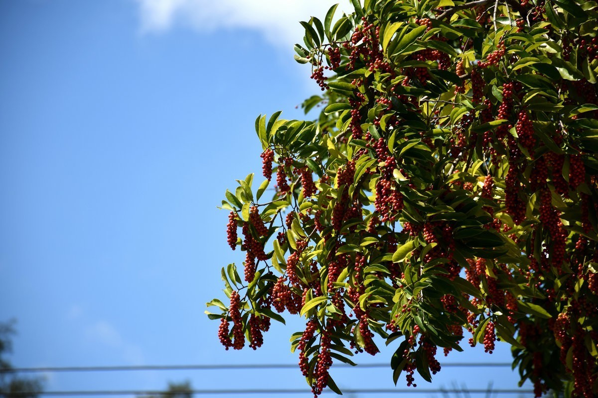 2024夏 海南环岛行（69）享受惬意时光