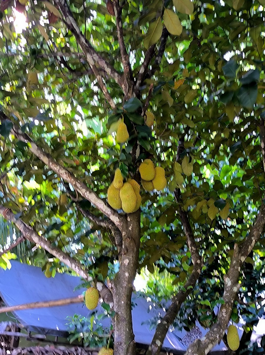 2024夏 海南环岛行（69）享受惬意时光