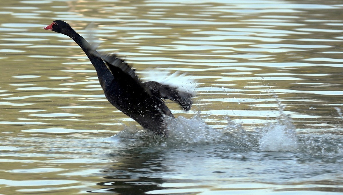2024作品回顾贴/动植物篇