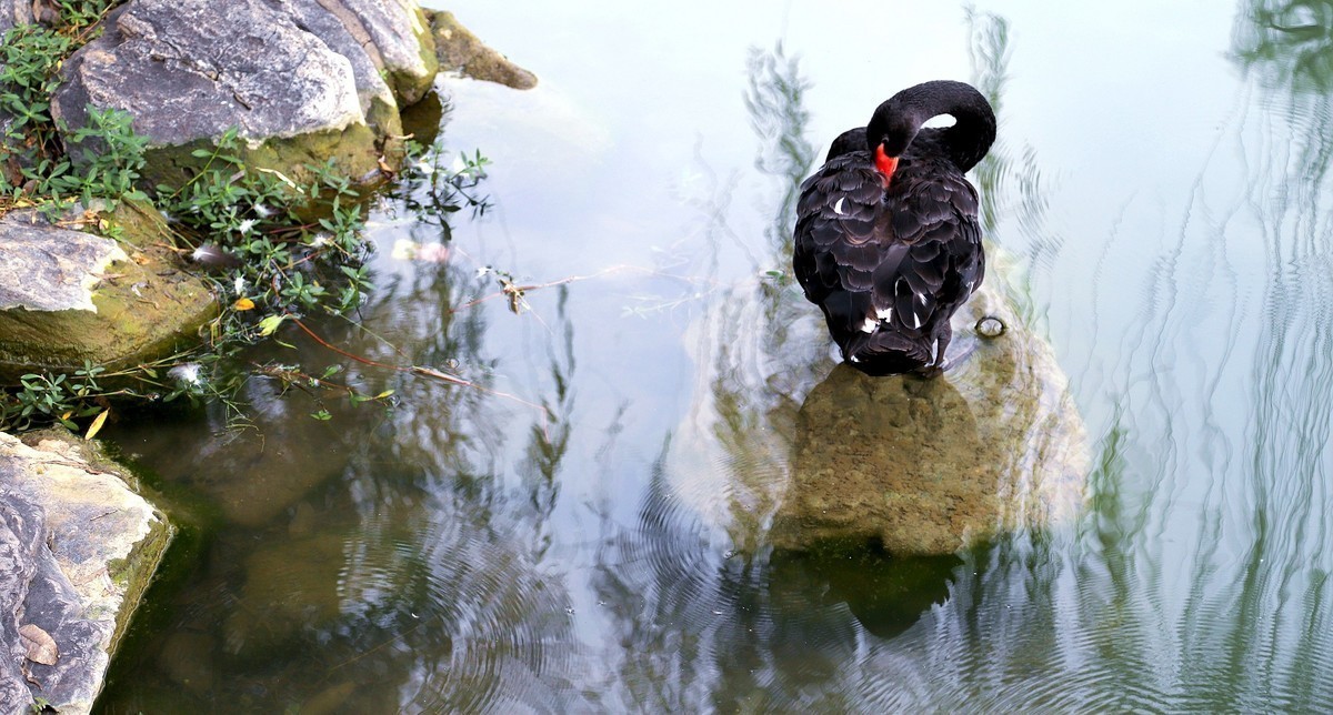 2024作品回顾贴/动植物篇